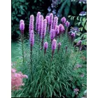 Liatris spicata Kobold- füzéres díszcsorba
