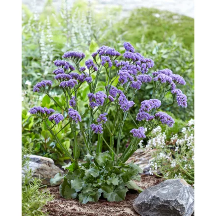 Limonium spectabilis Sinzii Blue - sóvirág