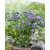 Limonium spectabilis Sinzii Blue - sóvirág