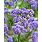 Limonium spectabilis Sinzii Blue - sóvirág