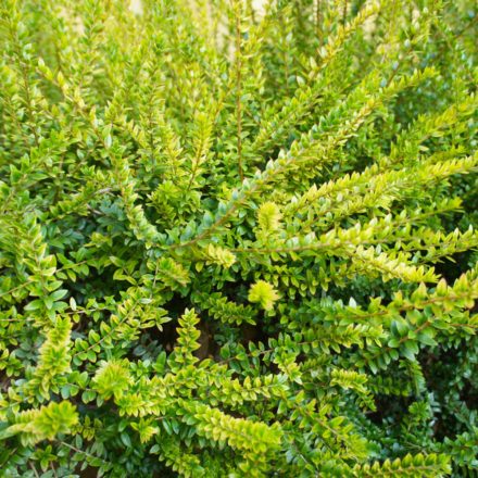 Lonicera nitida Maigrün- örökzöld kislevelű lonc