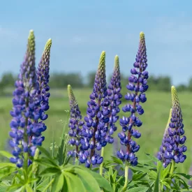 Lupinus polyphyllus Blue - kék csillagfürt
