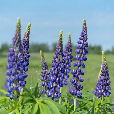 Lupinus polyphyllus Blue - csillagfürt