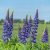 Lupinus polyphyllus Blue - csillagfürt