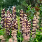 Lupinus polyphylus Manhattan Lights -  Manhattan Lights csillagfürt