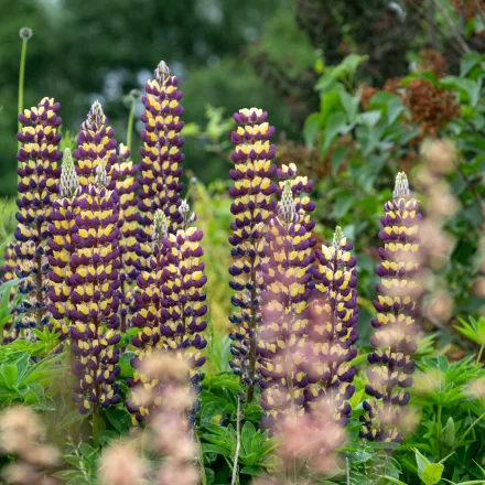 Lupinus polyphylus Manhattan Lights -  Manhattan Lights csillagfürt