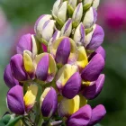 Lupinus polyphylus Manhattan Lights -  Manhattan Lights csillagfürt