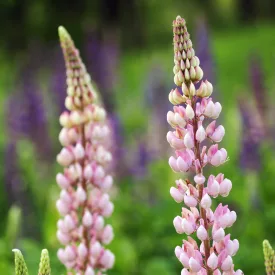 Lupinus polyphyllus Pink -  rózsaszín csillagfürt