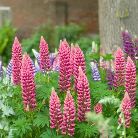 Lupinus polyphyllus Red - piros csillagfürt