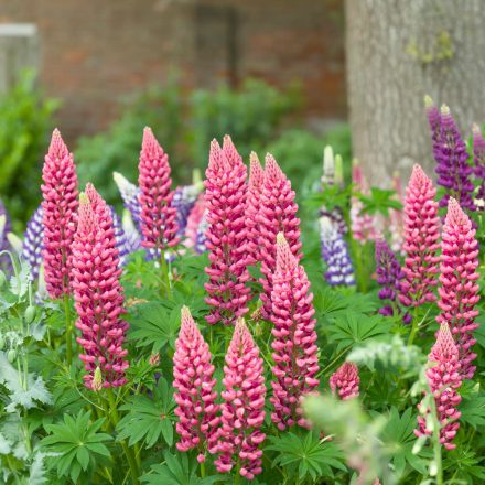 Lupinus polyphyllus Red - csillagfürt