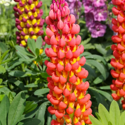 Lupinus polyphylus Towering Inferno -  Towering Inferno csillagfürt