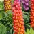Lupinus polyphylus Towering Inferno -  Towering Inferno csillagfürt