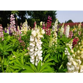 Lupinus polyphyllus White - fehér csillagfürt