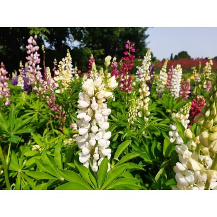 Lupinus polyphyllus White - csillagfürt, fehér