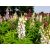 Lupinus polyphyllus White - csillagfürt, fehér
