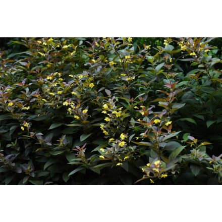 Lysimachia ciliata Firecracker - rojtos lizinka