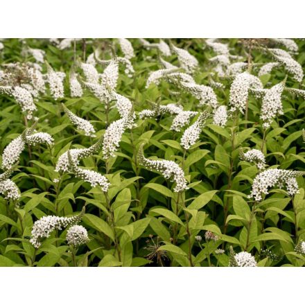 Lysimachia clethroides - keletázsiai lizinka