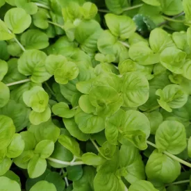 Lysimachia nummularia Goldii - pénzlevelű lizinka