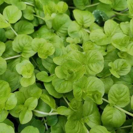 Lysimachia nummularia Goldii - pénzlevelű lizinka