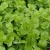 Lysimachia nummularia Goldii - pénzlevelű lizinka