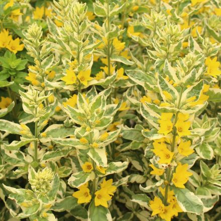 Lysimachia punctata Alexander - pettyegetett lizinka