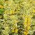 Lysimachia punctata Alexander - pettyegetett lizinka