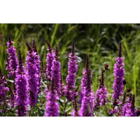 Lythrum salicaria Robin - réti füzény