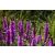Lythrum salicaria Robin - réti füzény