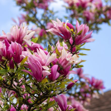 Magnolia liliflora Nigra - liliomfa