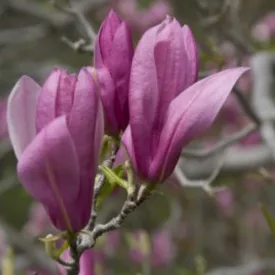 Magnolia Ricki - liliomfa