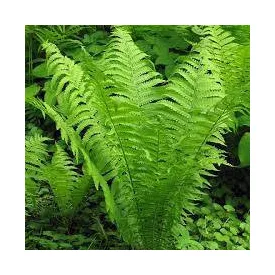 Matteuccia srtupthiopteris - struccpáfrány