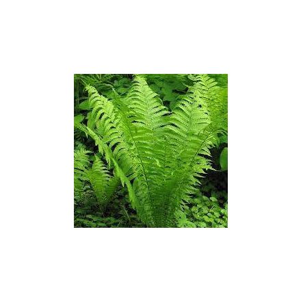 Matteuccia srtupthiopteris - struccpáfrány