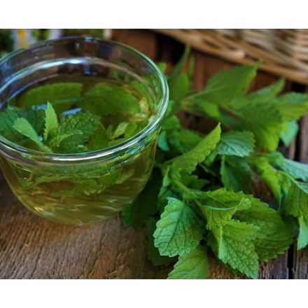 Melissa officinalis - citromfű