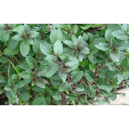 Mentha piperita Chocolate- csokoládé menta