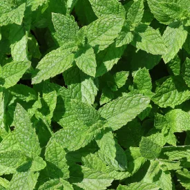 Mentha spicata Moroccan- marokkói menta