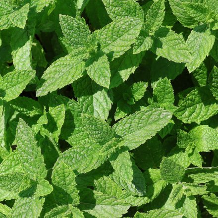 Mentha spicata Moroccan- marokkói menta