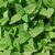 Mentha spicata Moroccan- marokkói menta