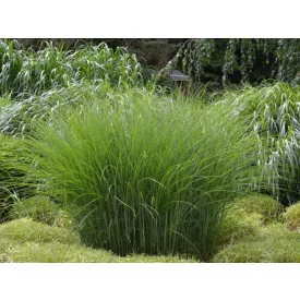 Miscanthus sinensis - kínai virágosnád