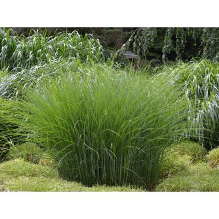 Miscanthus sinensis Adagio- kínai virágosnád