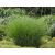 Miscanthus sinensis Adagio- kínai virágosnád