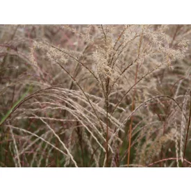   Miscanthus sinensis Flamingo- kínai virágosnád /molnárpántlika/