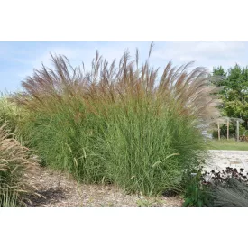 Miscanthus sinensis Gracillimus- kínai virágosnád