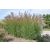 Miscanthus sinensis Gracillimus- kínai virágosnád