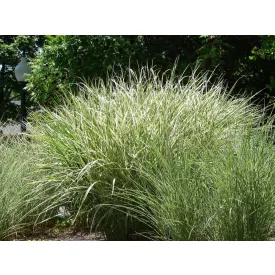 Miscanthus sinensis Morning Light- kínai virágosnád