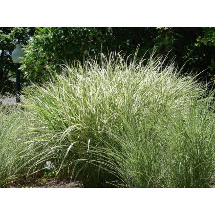Miscanthus sinensis Morning Light- kínai virágosnád