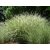 Miscanthus sinensis Morning Light- kínai virágosnád