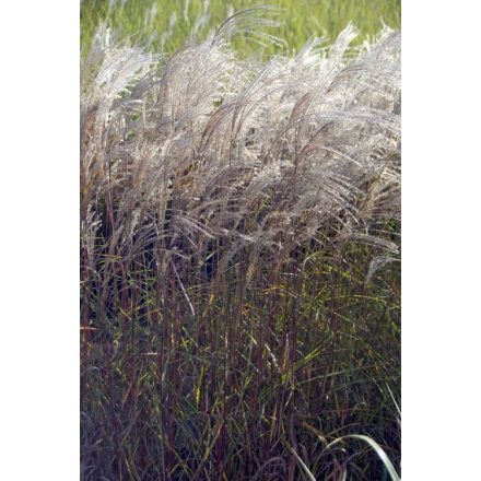 Miscanthus sinensis Purple Fall- kínai virágosnád