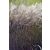 Miscanthus sinensis Purple Fall- kínai virágosnád