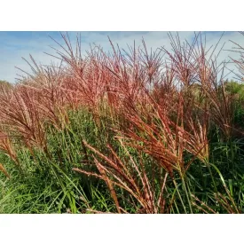   Miscanthus sinensis Red Chief- kínai virágosnád /molnárka/