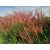 Miscanthus sinensis Red Chief- kínai virágosnád /molnárka/